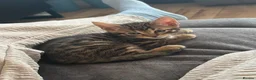 Mixed Breed cats for sale: Gorgeous mixed Bengal kittens - Advert 3