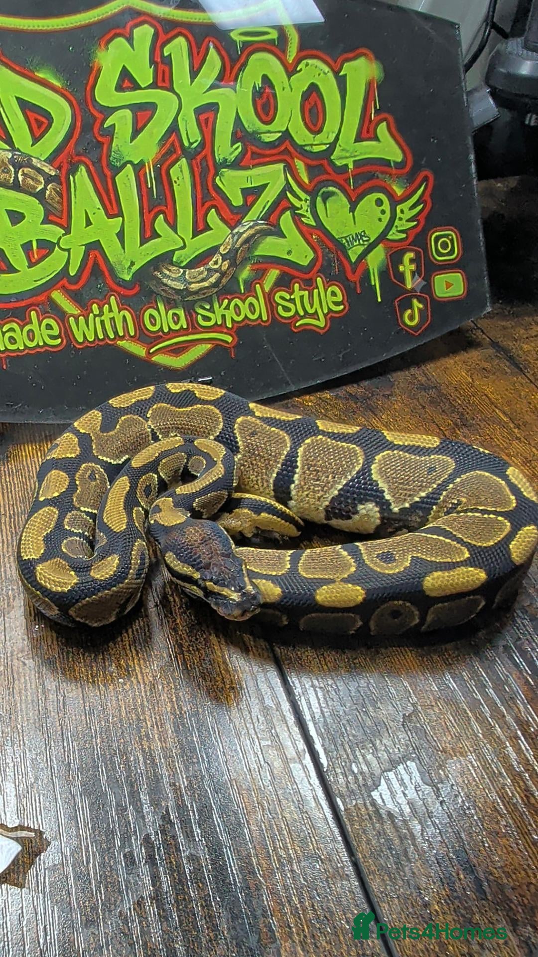 Snake reptiles Gravel het desert ghost  - Advert 3
