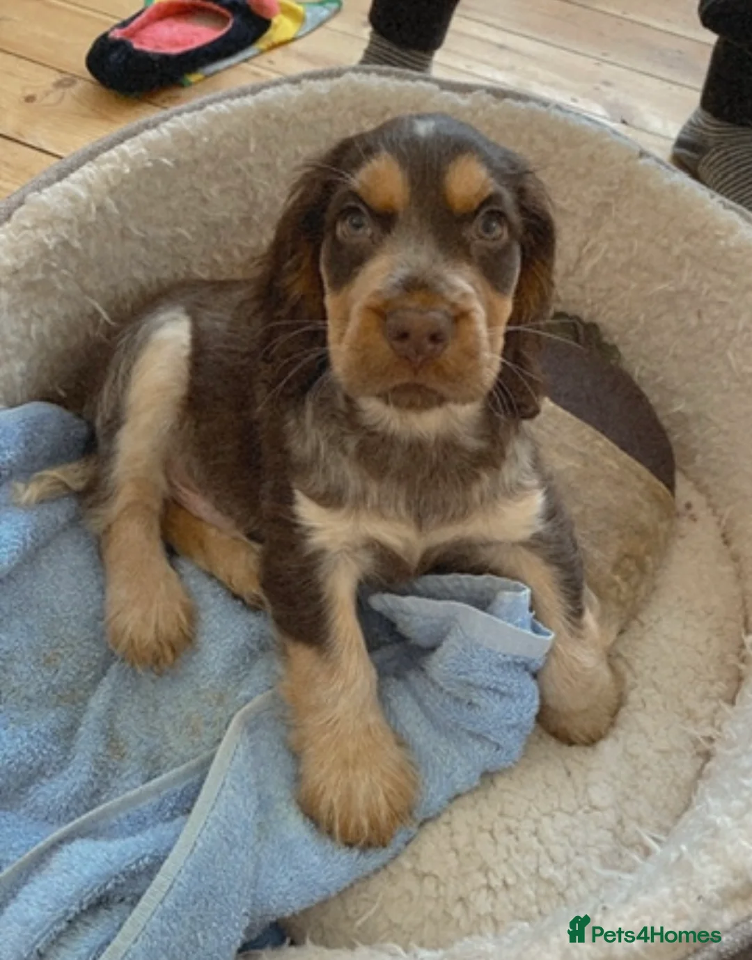 Cocker Spaniel dogs for stud: PROVEN Cocker Spaniel-Chocolate Sable DNA TESTED in Henlow - Advert 8