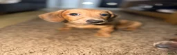 Dachshund dogs for sale: One girl left looking forever home  - Advert 7