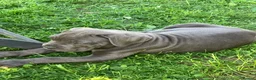Cane Corso dogs for sale: Absolutely stunning Cane Corso’s  - Advert 1