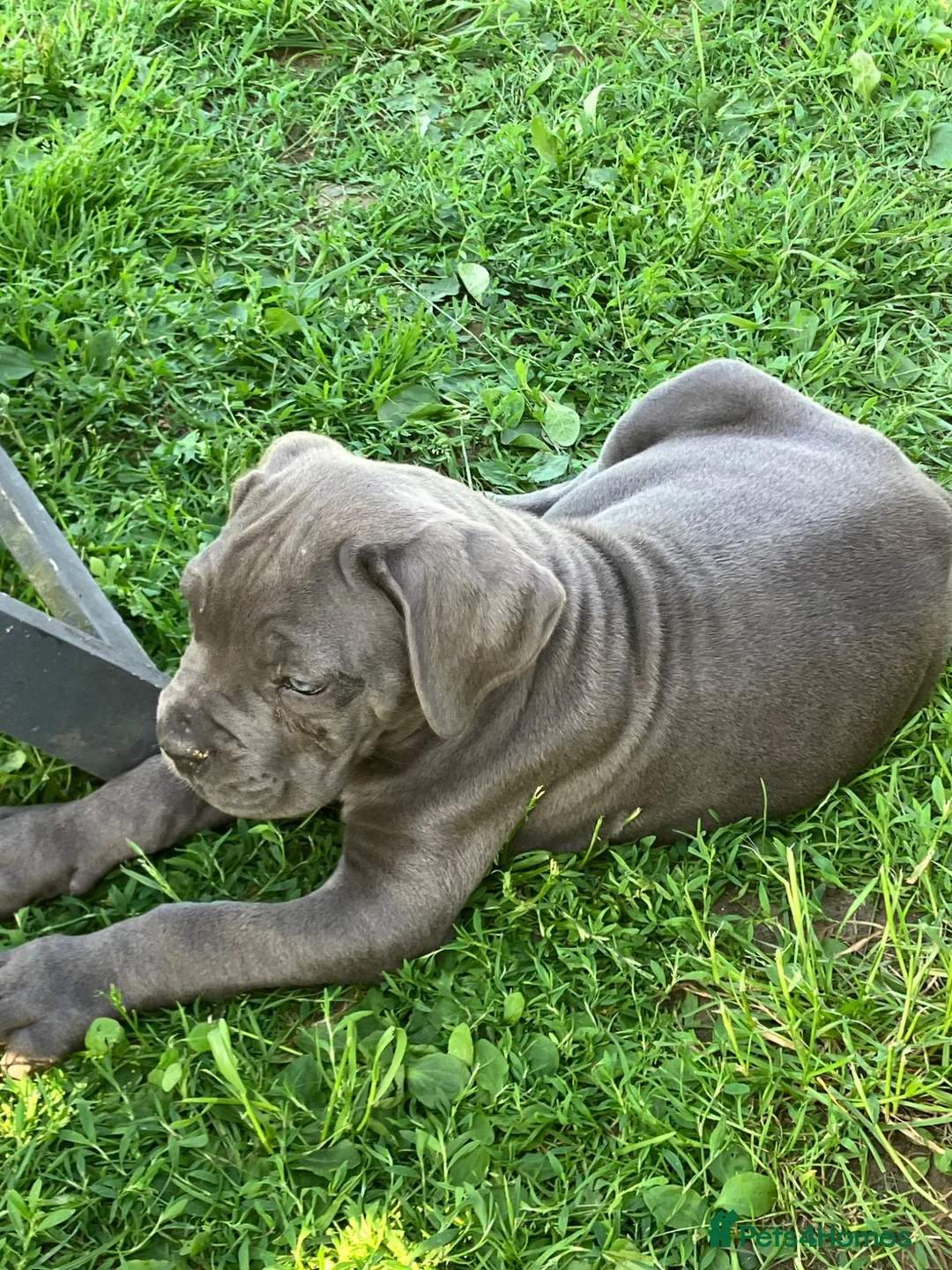 Cane Corso dogs for sale: Absolutely stunning Cane Corso’s  - Advert 1