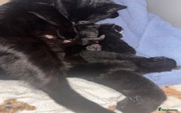 Domestic Shorthair cats for sale: 2 kittens for sale  - Image 3
