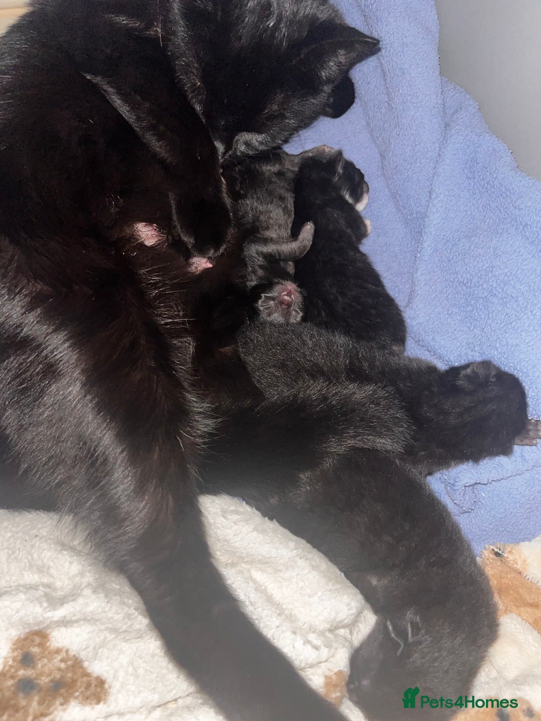 Domestic Shorthair cats for sale: 2 kittens for sale  - Image 3