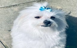 Maltese dogs for stud: Well proven, Kc registered Maltese for stud. in Northampton - Image 5