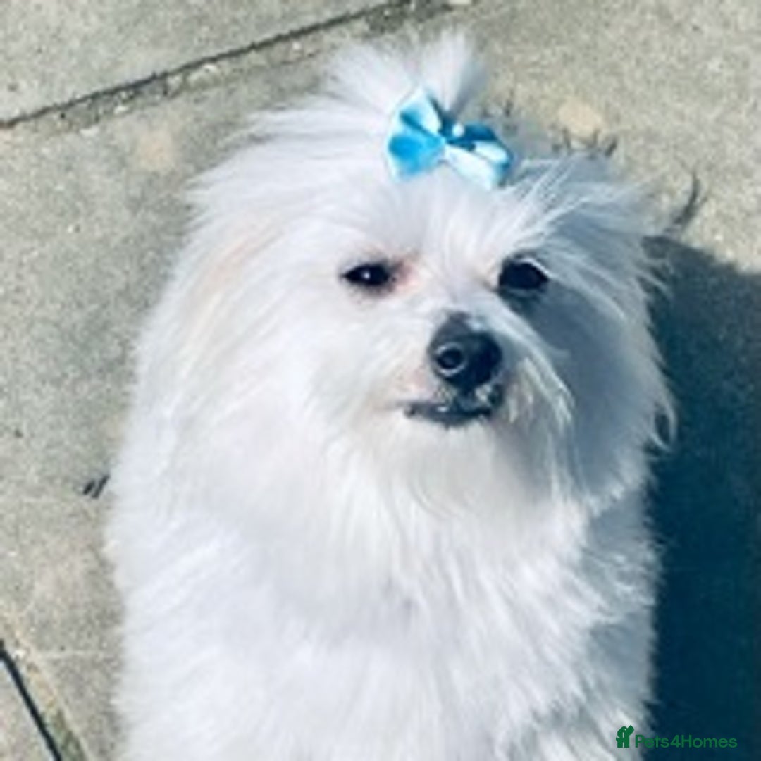 Maltese dogs for stud: Well proven, Kc registered Maltese for stud. in Northampton - Image 5