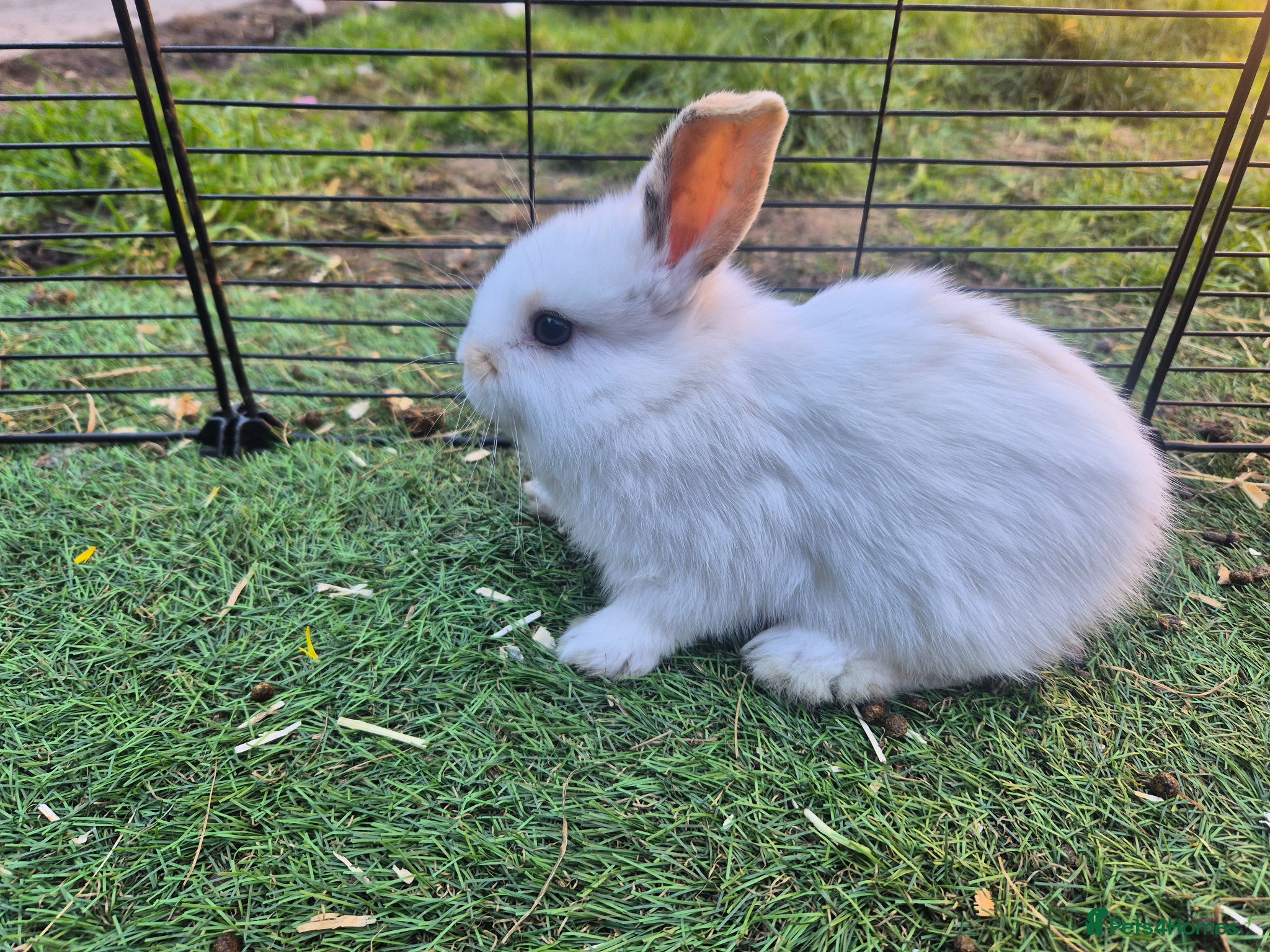 Mini Lop rabbits ❤️ READY APRIL 25TH💙  - Advert 2