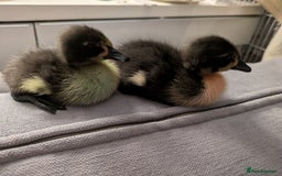 Ducks poultry for sale: 2 runner ducks for sale - Image 2