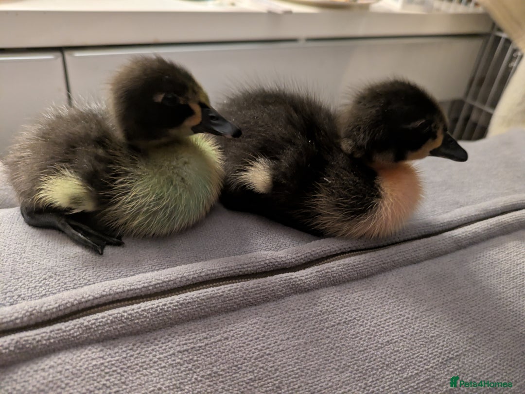 Ducks poultry for sale: 2 runner ducks for sale - Image 2