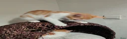 Mixed Breed cats for sale: 4 kittens available now - Advert 3