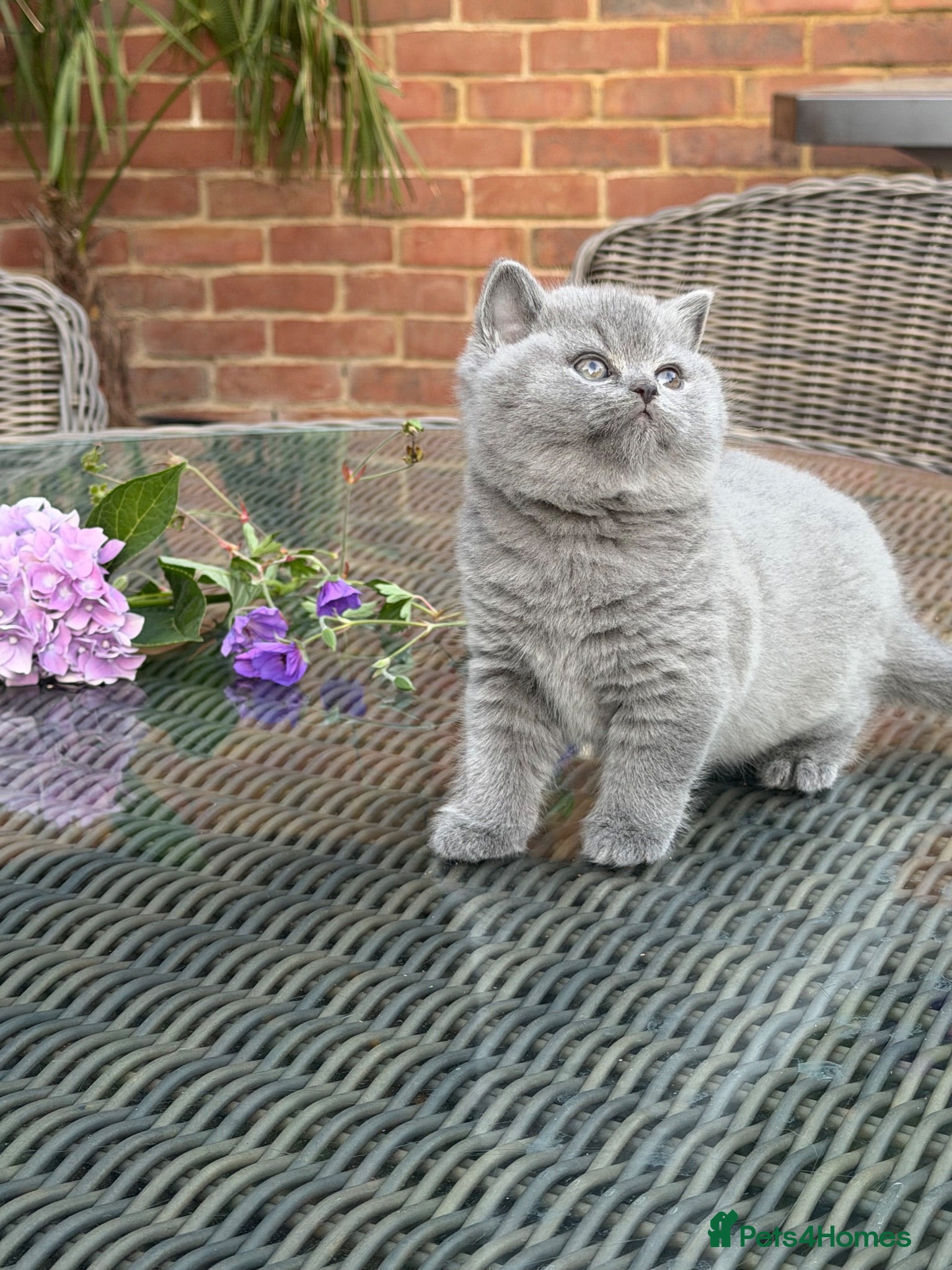 British Shorthair cats FULL PEDIGREE REGISTERED BSH  - Advert 2