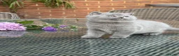 British Shorthair cats for sale: FULL PEDIGREE REGISTERED BSH  - Advert 4