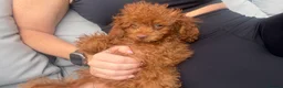 Toy Poodle dogs for sale: True toy Asian Poodle Puppies - Advert 11