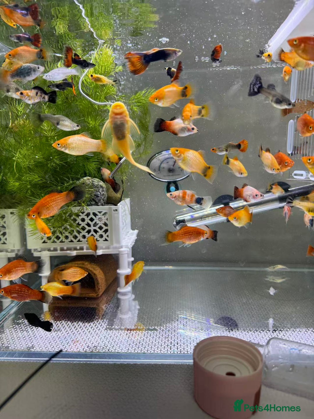 Plecos fish for sale: Beautiful small Platy, Guppy &Pleco – Hobby Tank - Advert 18