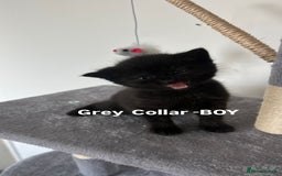 British Shorthair cats for sale: British shorthair black/2point - Image 4