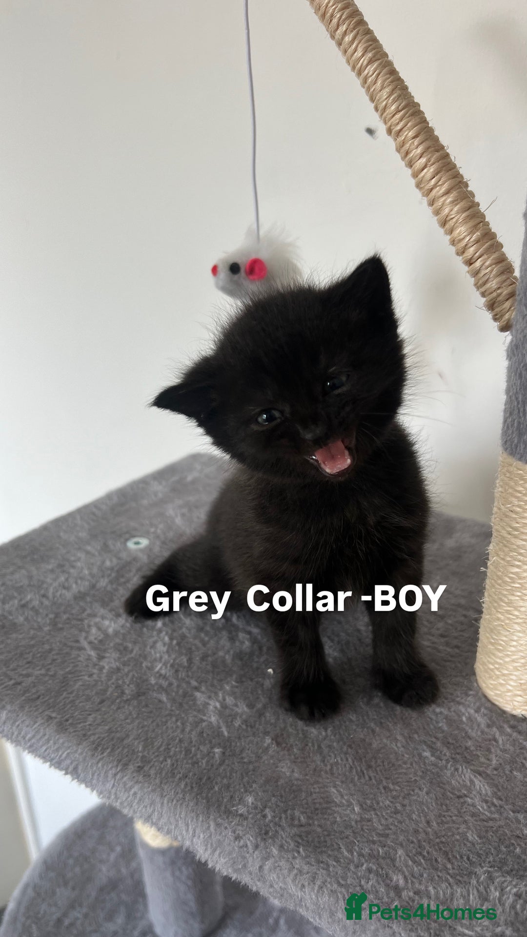 British Shorthair cats for sale: British shorthair black/2point - Image 4