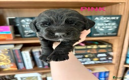 Cocker Spaniel dogs for sale: Beautiful KC Cocker Spaniel Pups - Black - Image 19