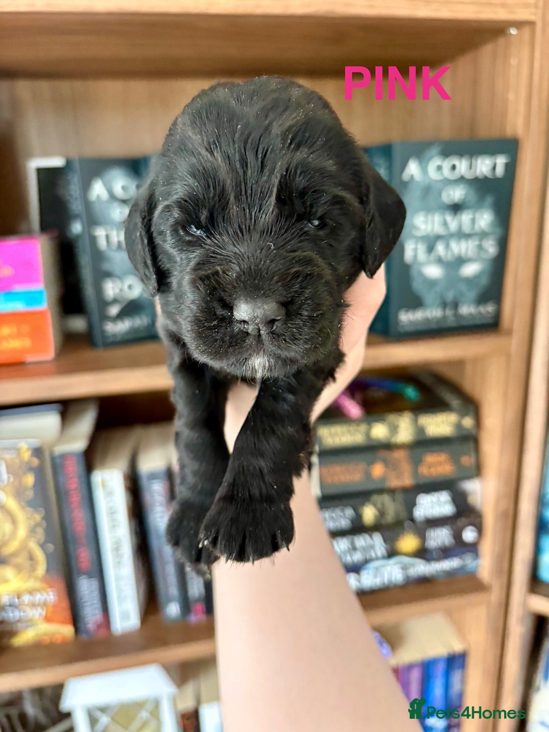 Cocker Spaniel dogs for sale: Beautiful KC Cocker Spaniel Pups - Black - Image 19