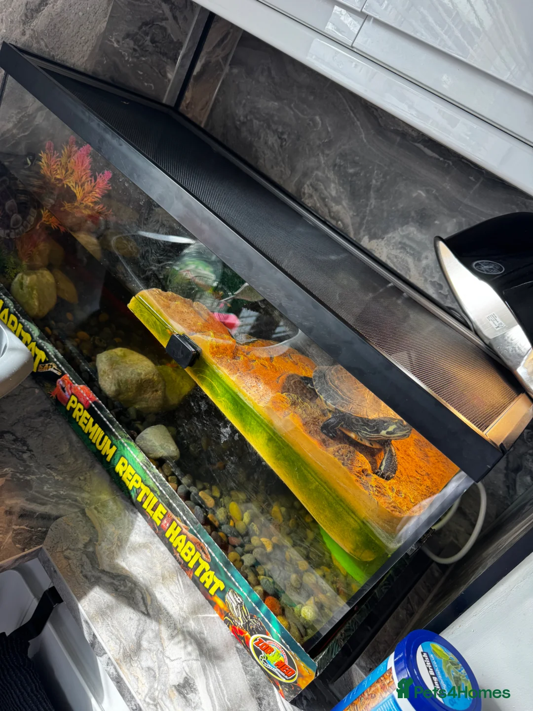 Terrapin reptiles for sale: 2 terripans  - Advert 4