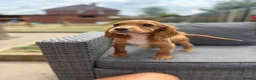 Cocker Spaniel dogs for sale: working cocker spaniels  - Advert 6