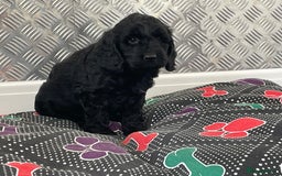 Cockapoo dogs for sale: F1 Cockapoo puppies for sale  - Image 22