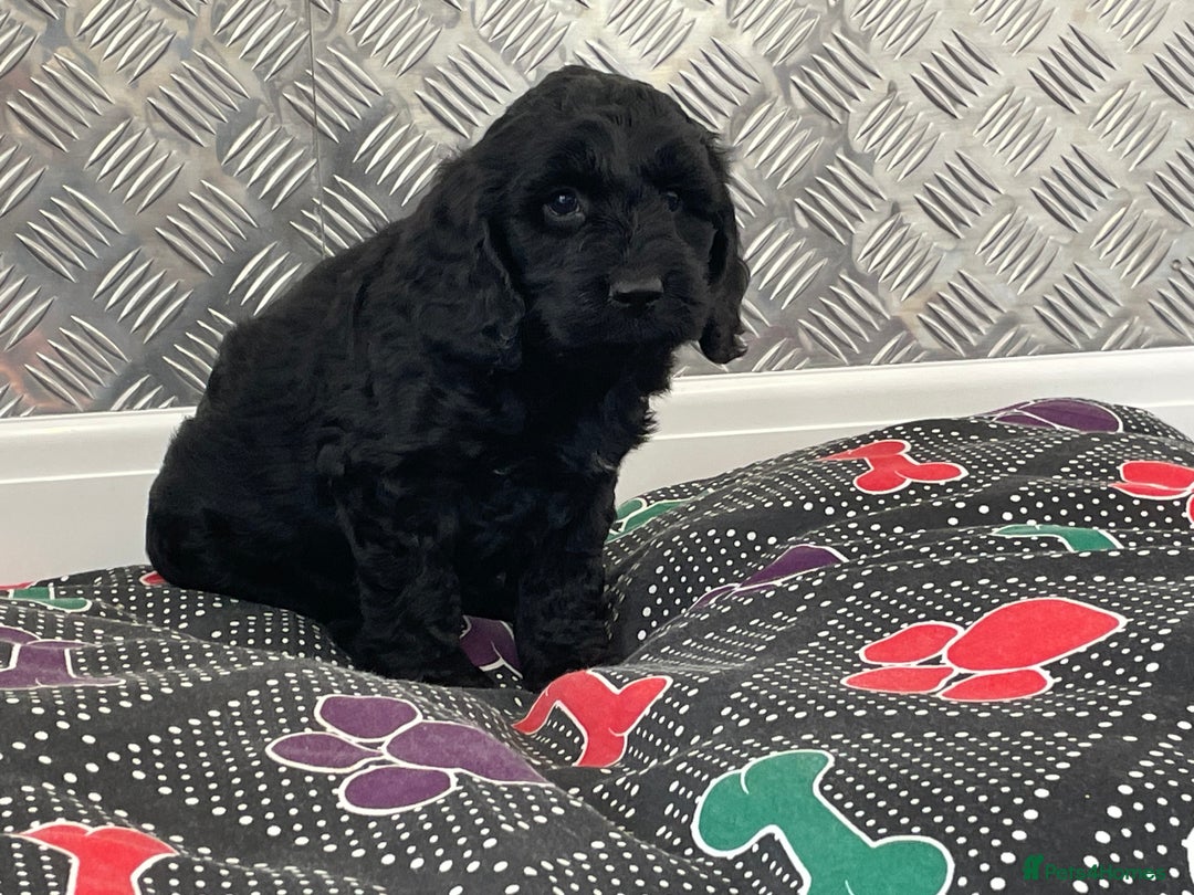 Cockapoo dogs for sale: F1 Cockapoo puppies for sale  - Image 22