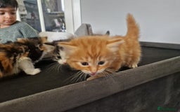 British Longhair cats for sale: Beautiful Fluffy kittens 3 Male 1 Female  - Image 8