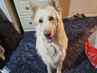 German Shepherd dogs German shepherd - Advert 3