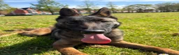 Belgian Shepherd Dog dogs for sale: 8 month Belgian Malinois in Birkenhead - Advert 6