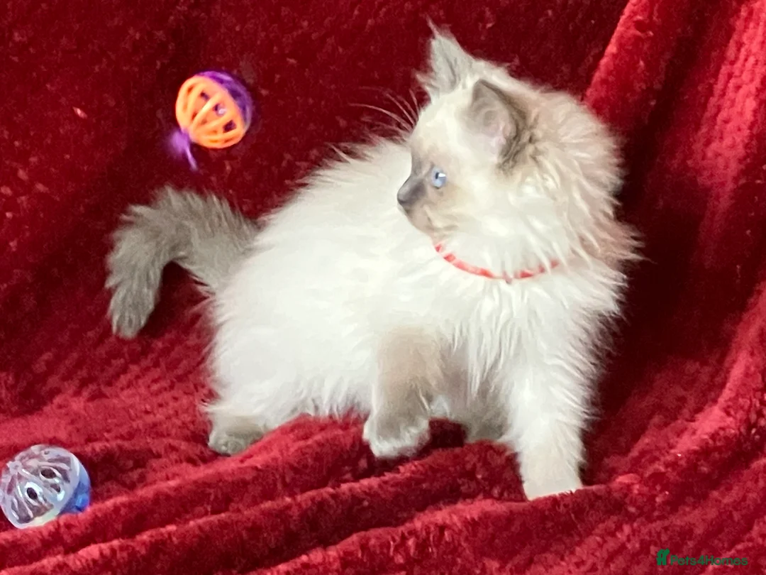 Ragdoll cats for sale: ChampionBloodline 5GENpedigree BSH GCCFreg.parents - Advert 7
