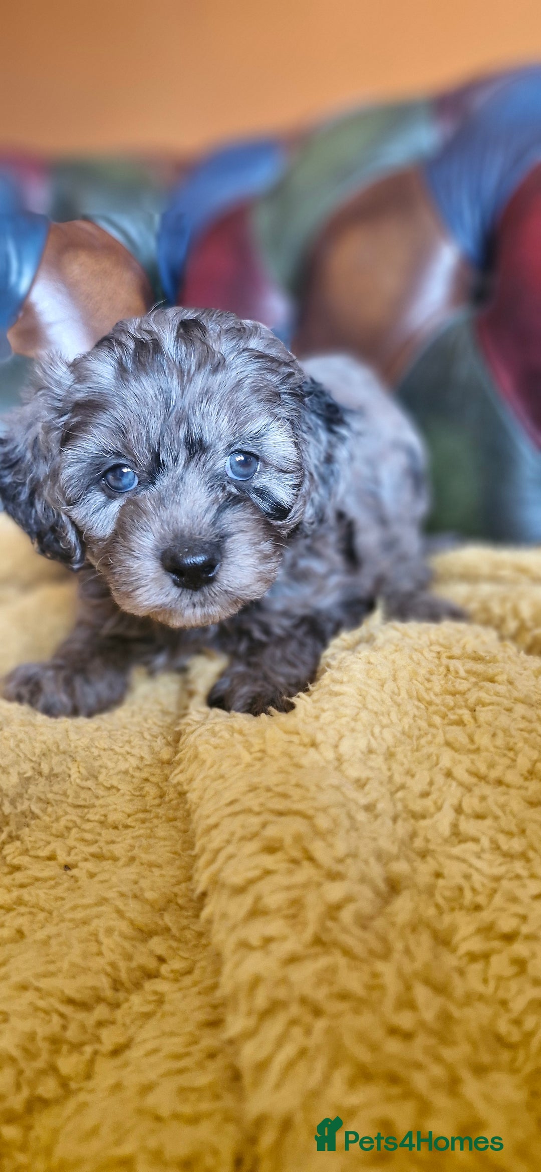 Cavapoo dogs for sale: Gorgeous f1b Cavapoo puppys.Health tested parents  - Image 12