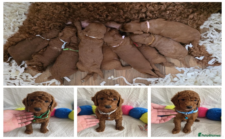 Goldendoodle dogs - Advert 3