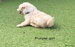 Cockapoo dogs for sale: F1B cockapoo (ready to go)  - Image 14