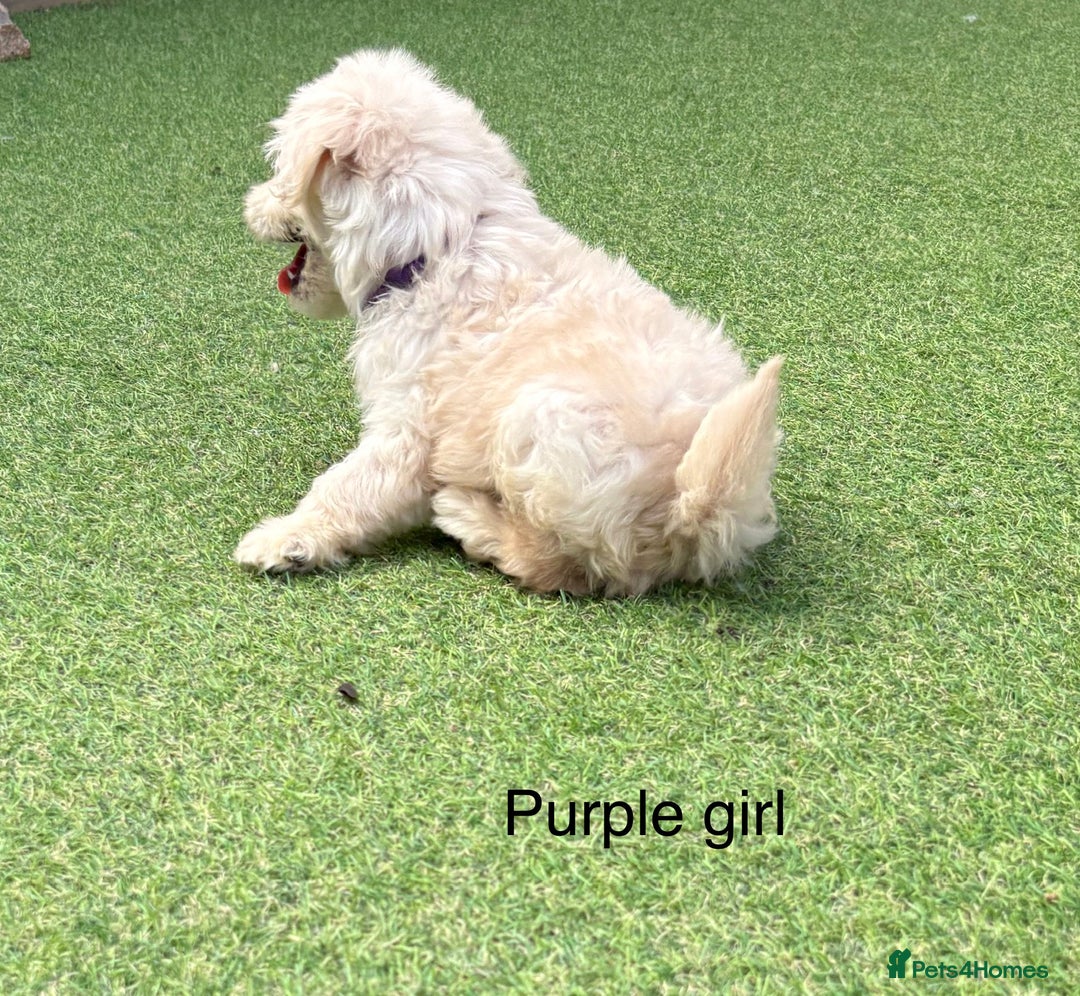 Cockapoo dogs for sale: F1B cockapoo (ready to go)  - Image 14