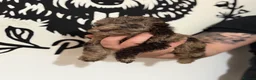 Cockapoo dogs for sale: Last Puppy remaining ❤️ f3 cockapoo puppies 🐾 - Advert 22