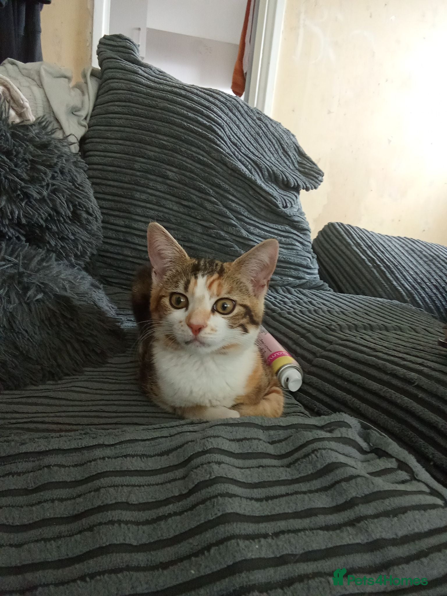Mixed Breed cats Cats for adoption asap! - Advert 1