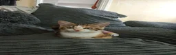 Mixed Breed cats for sale: Cats for adoption asap! - Advert 1
