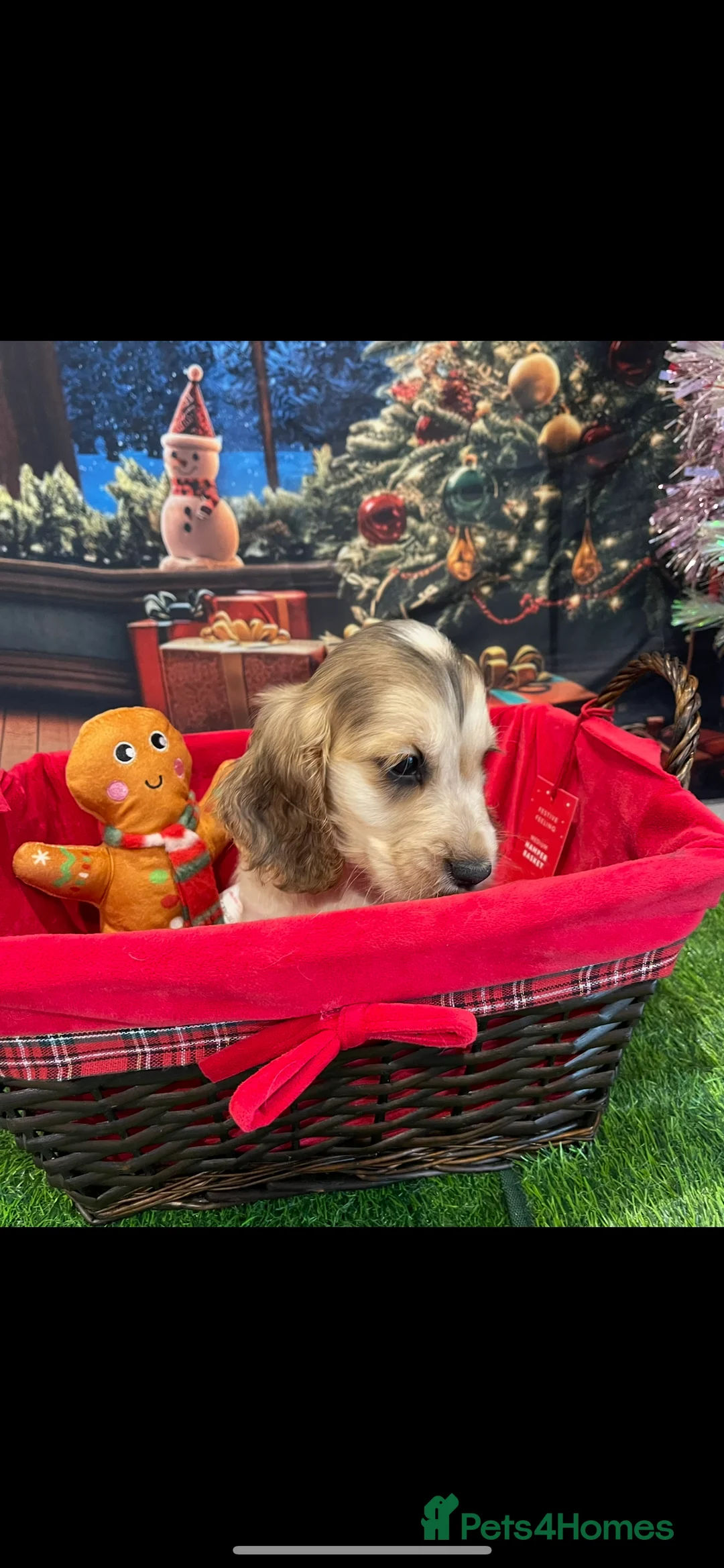 Cocker Spaniel dogs for sale: Quality litter of Show Type Cocker Spainels  - Advert 6