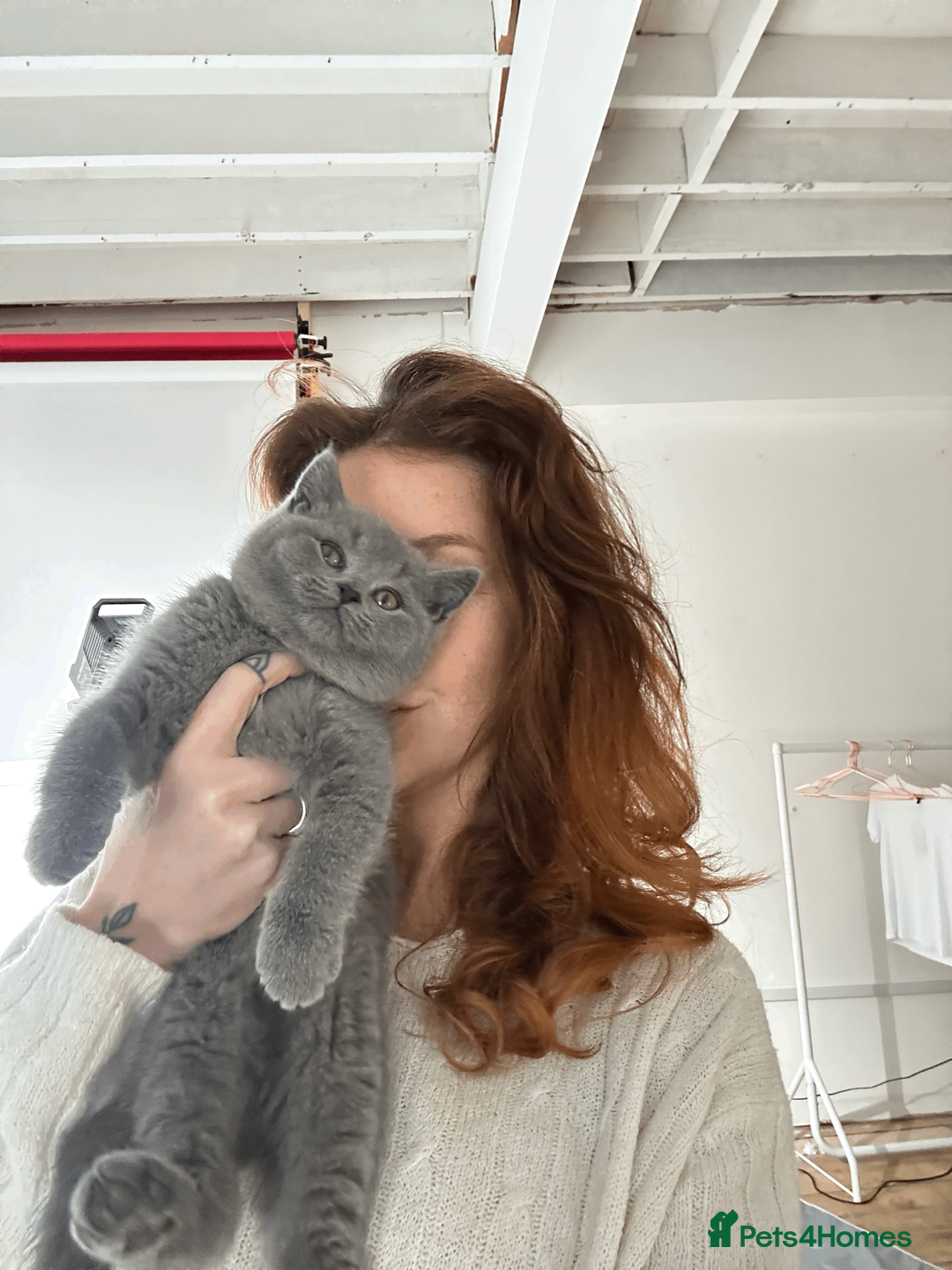 British Shorthair cats for sale: READY TO GO STUNNING BRITISH SHORT HAIRS GCCF  in London - Advert 6