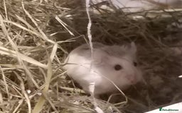 Hamster rodents for sale: Dwarf hamster - Image 6