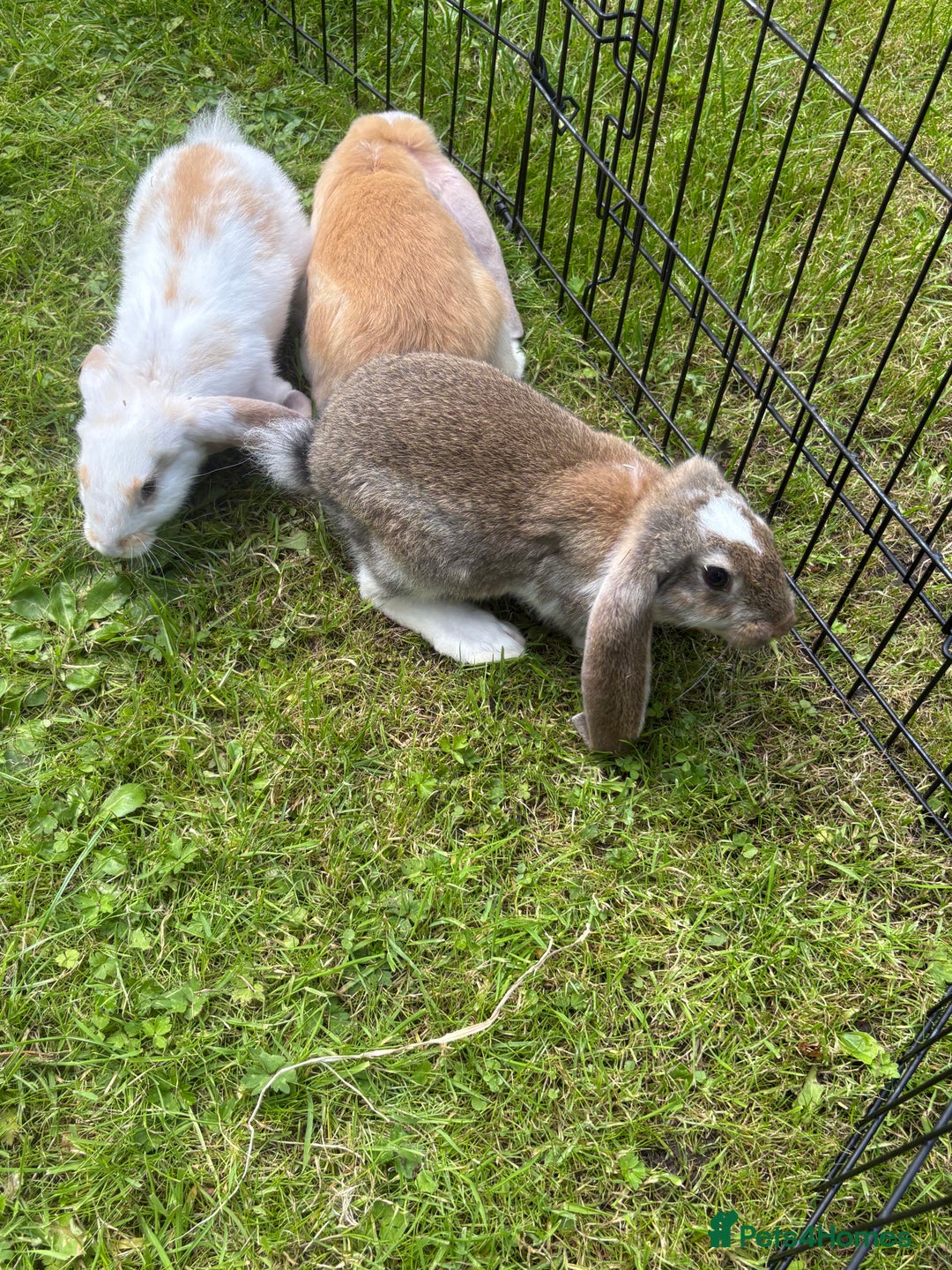 French Lop rabbits for sale: Beautiful and friendly French lop babies - Image 10