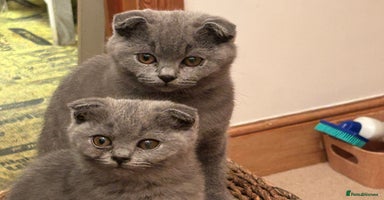 Scottish Fold cats - Advert 12