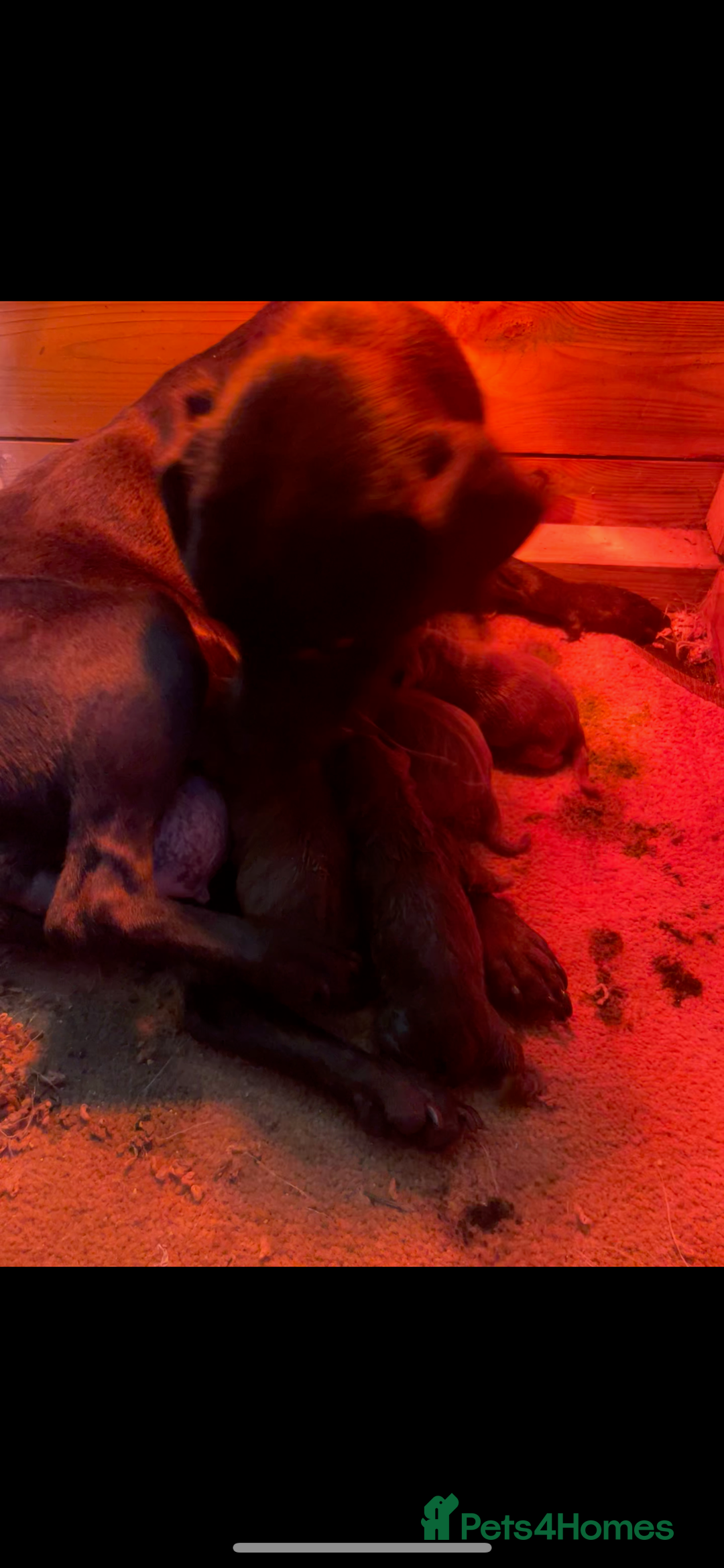 Patterdale Terrier dogs for sale: Patterdale terrier pups  - Advert 2