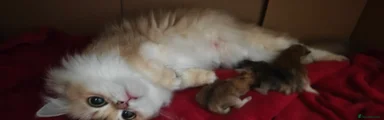British Longhair 4