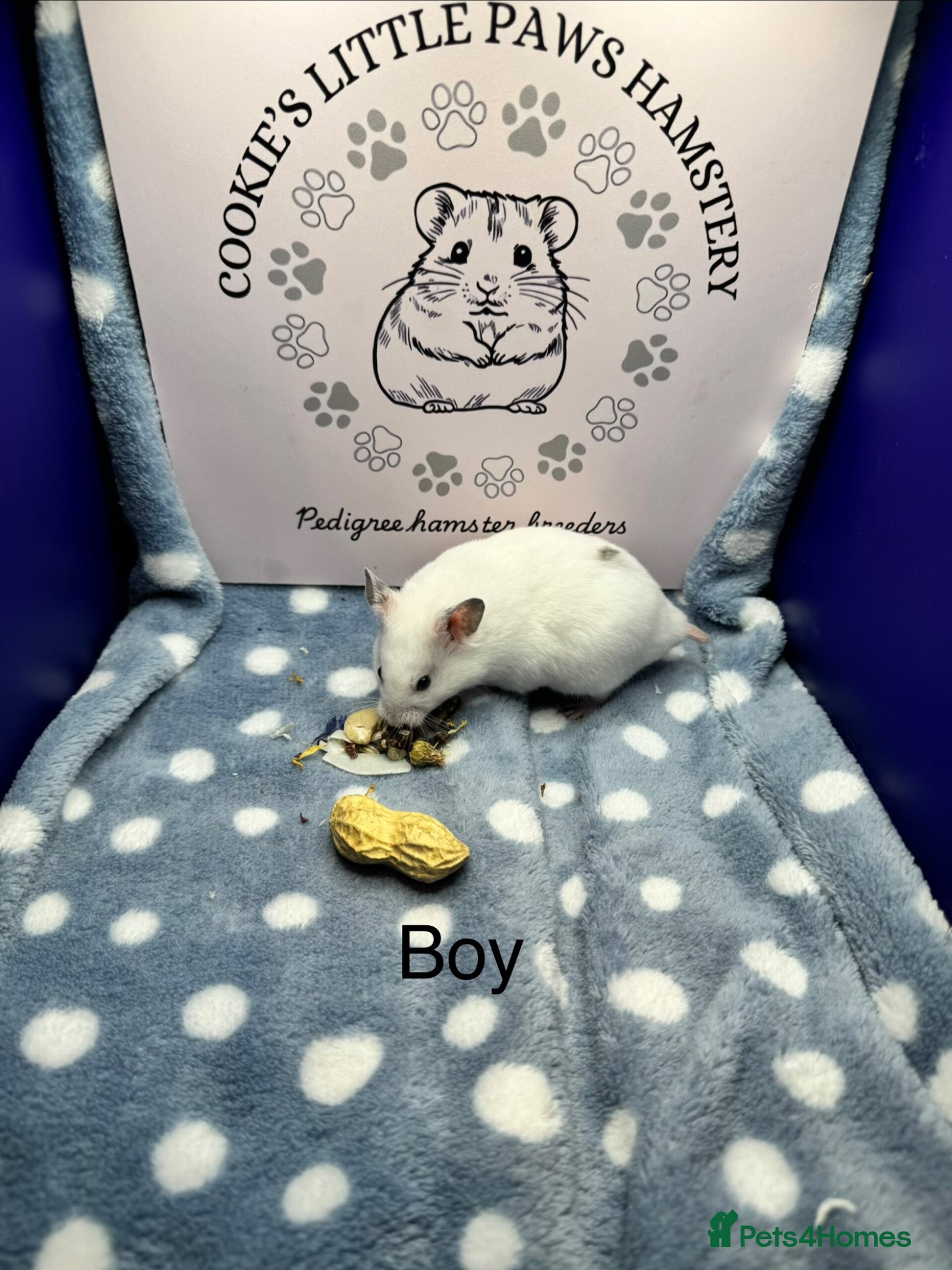 Hamster rodents Pedigree Syrian hamsters  - Advert 2
