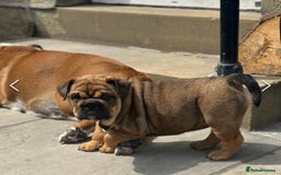 English Bulldog dogs for sale: English bulldog choc tan Merle puppy 🐶  - Image 7