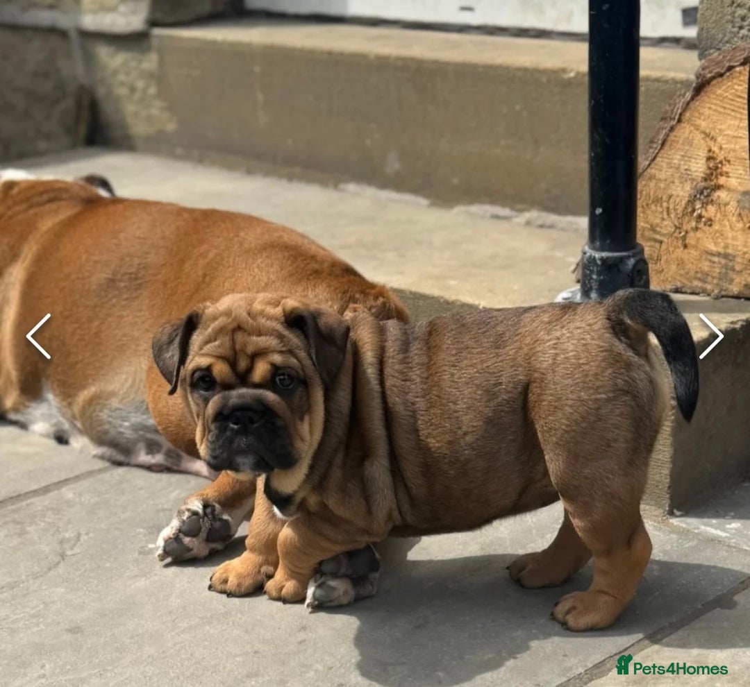 English Bulldog dogs for sale: English bulldog choc tan Merle puppy 🐶  - Image 7