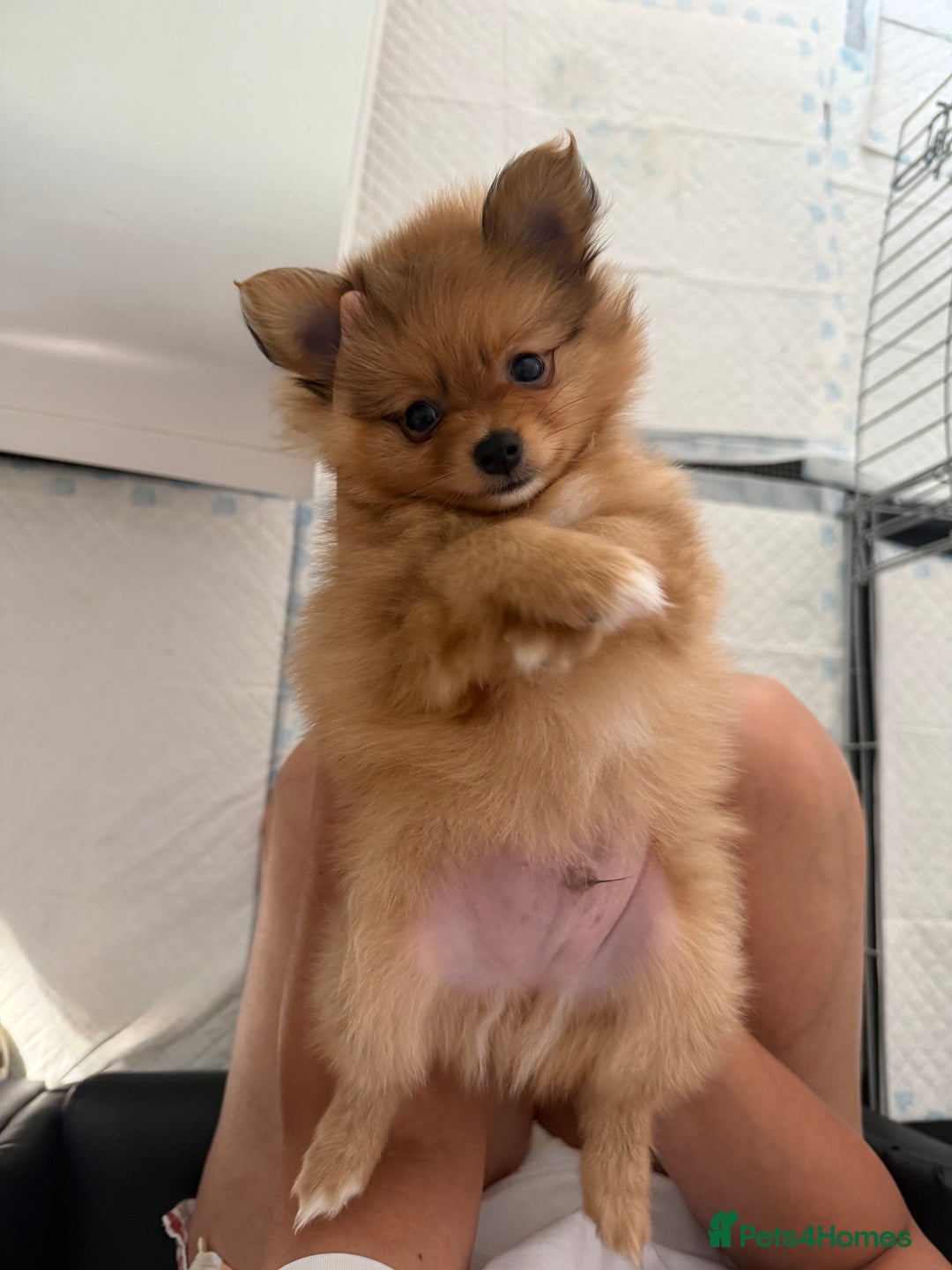 Pomeranian dogs for sale: XS Pomeranian puppy boy  - Image 6