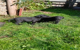 Labrador Retriever dogs for sale: Exceptional FTCHAMPION Labrador Retriever Puppies - Image 14