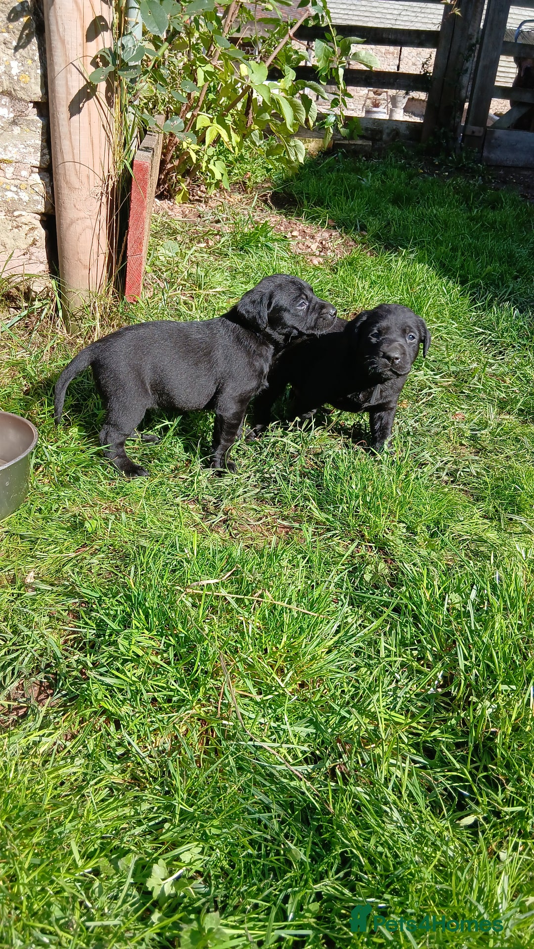 Labrador Retriever dogs for sale: Exceptional FTCHAMPION Labrador Retriever Puppies - Image 14